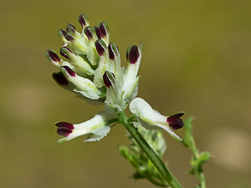 Conobio (Fumaria parviflora)