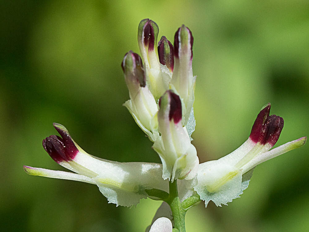 Conobio (Fumaria parviflora)