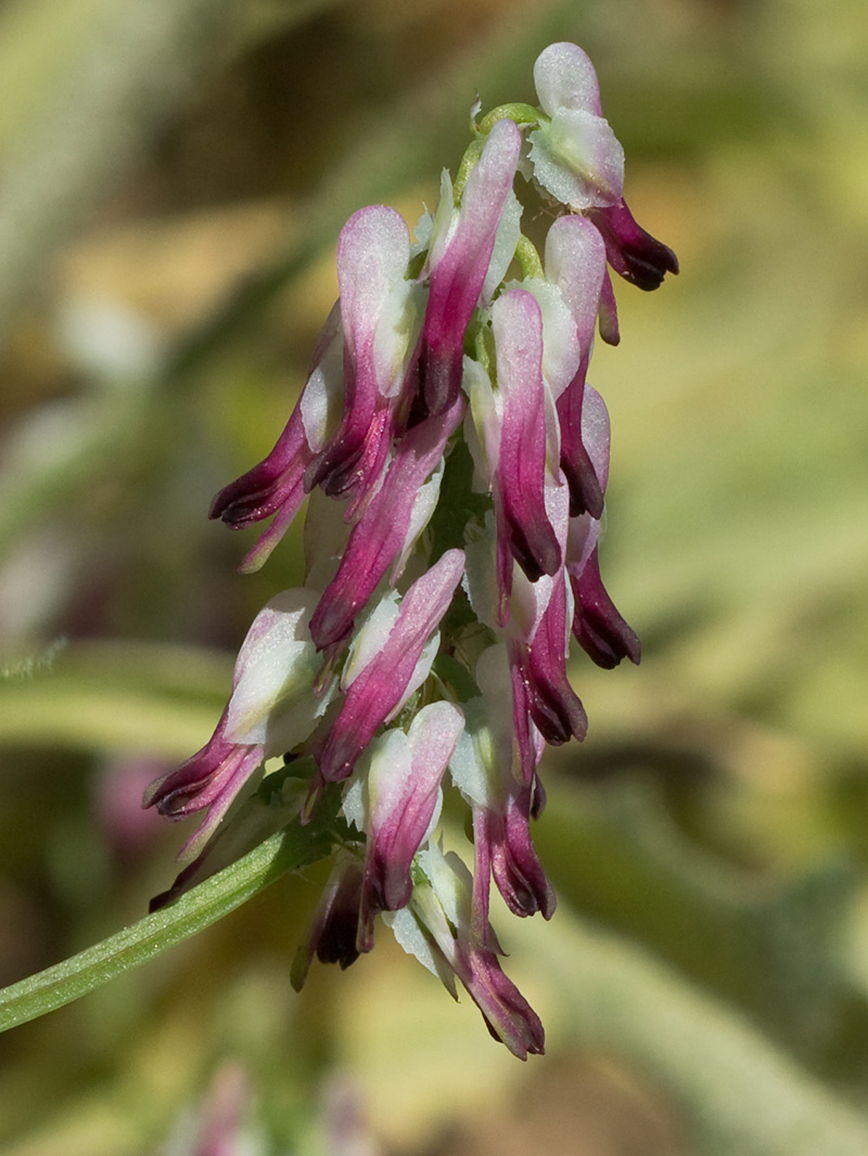Conobio (Fumaria parviflora)