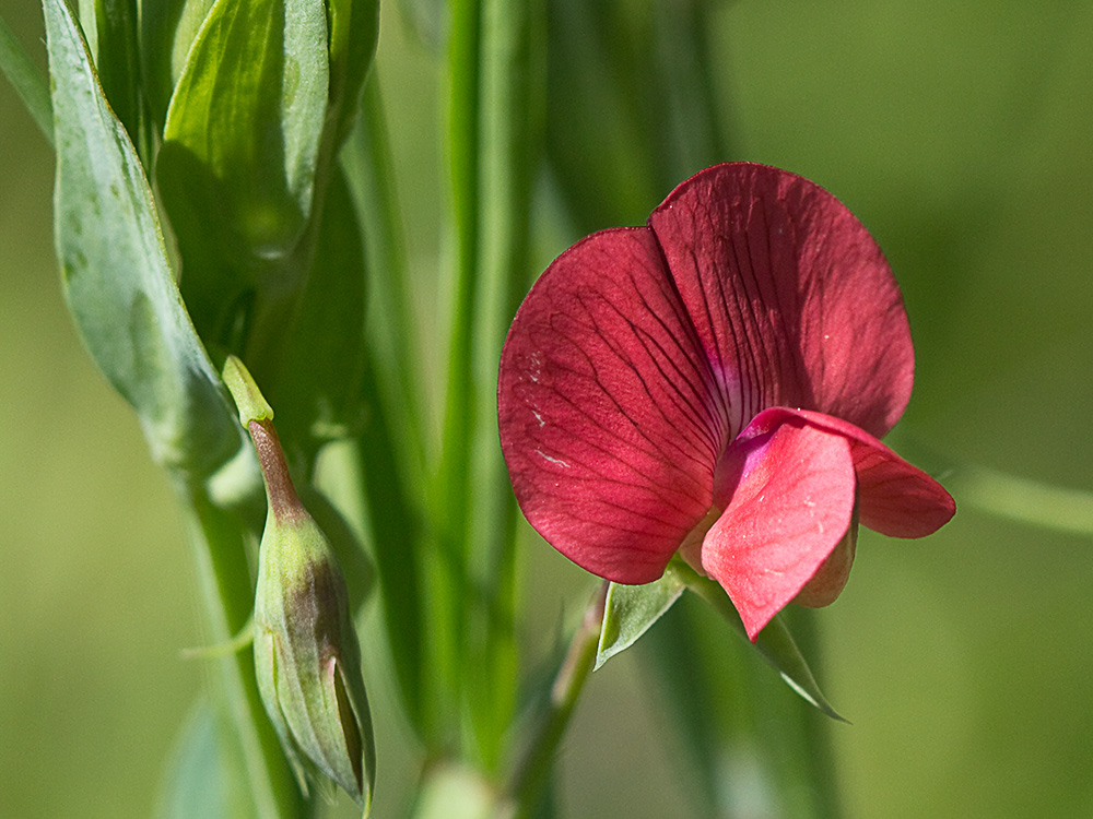 Almorta de monte (Lathyrus cicera)