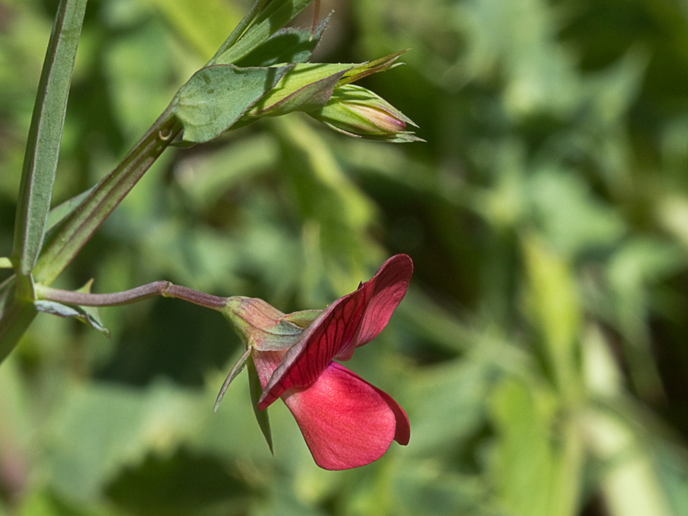 Almorta de monte (Lathyrus cicera)