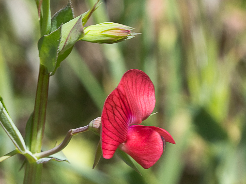 Almorta de monte (Lathyrus cicera)