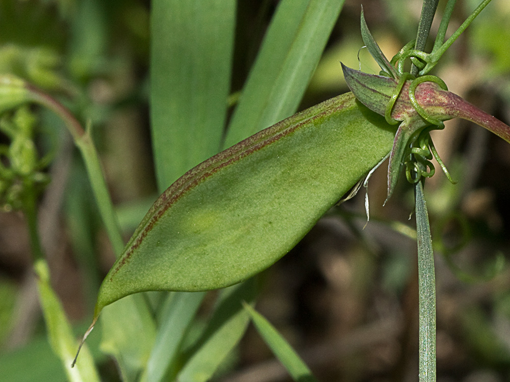 Almorta de monte (Lathyrus cicera)