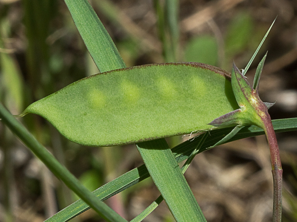 Almorta de monte (Lathyrus cicera)