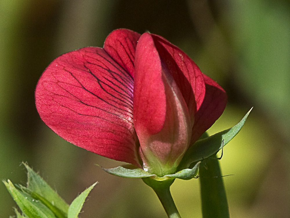 Almorta de monte (Lathyrus cicera)