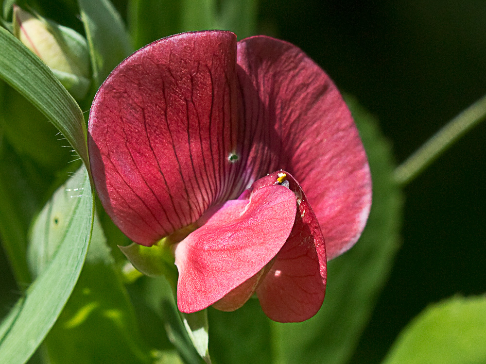 Almorta de monte (Lathyrus cicera)