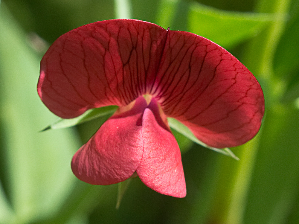 Almorta de monte (Lathyrus cicera)