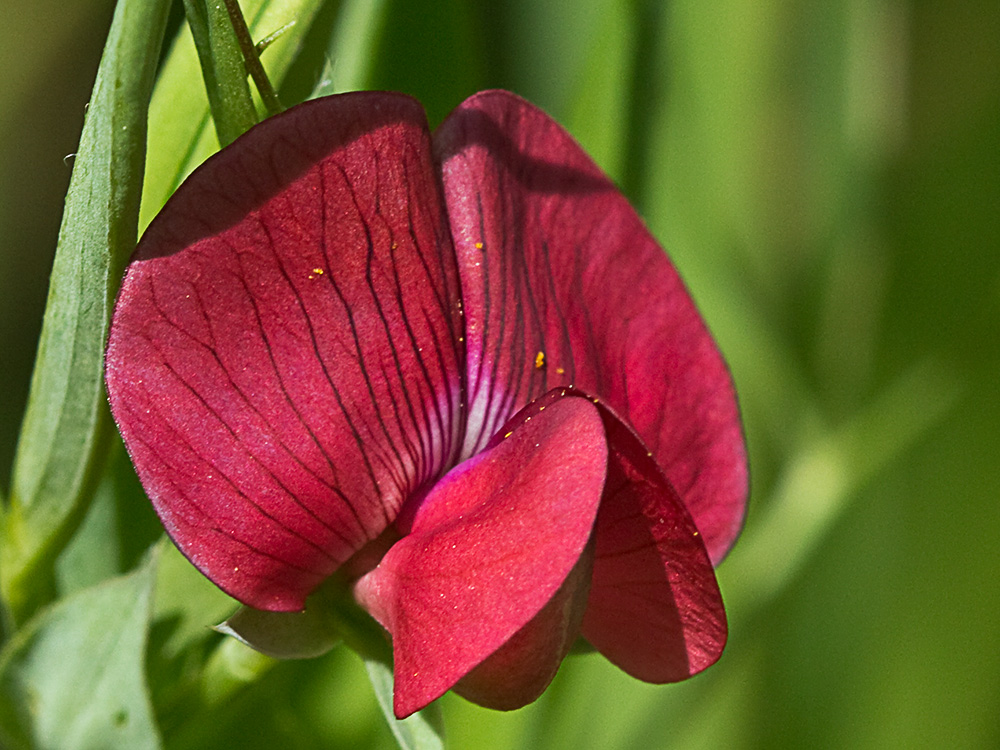 Almorta de monte (Lathyrus cicera)
