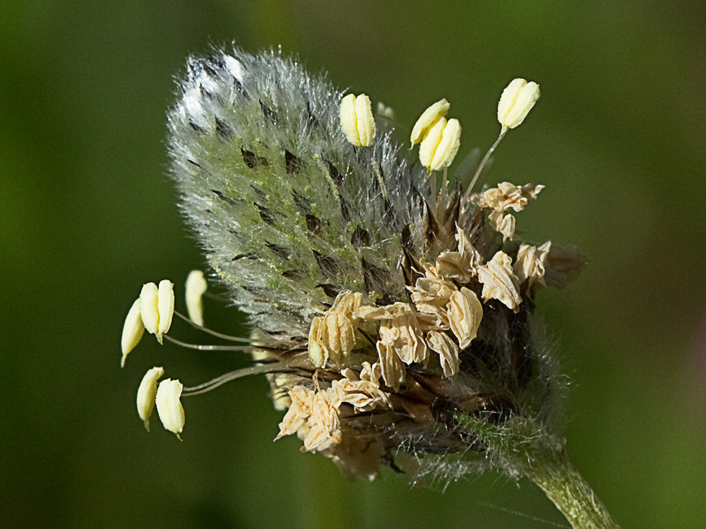 Plantago Lagopus. Llantén menor