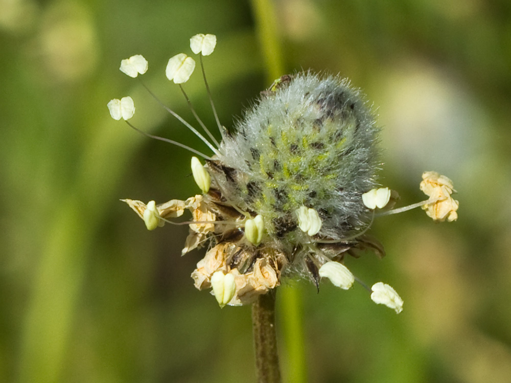 Plantago Lagopus. Llantén menor