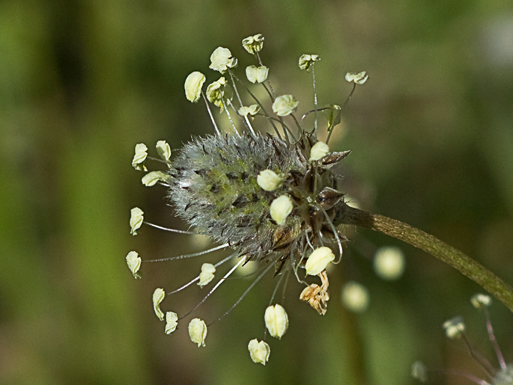 Plantago Lagopus. Llantén menor