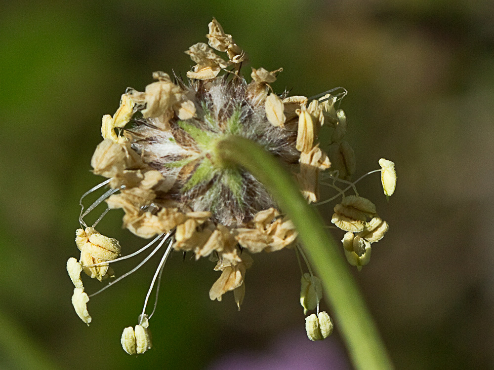 Plantago Lagopus. Llantén menor