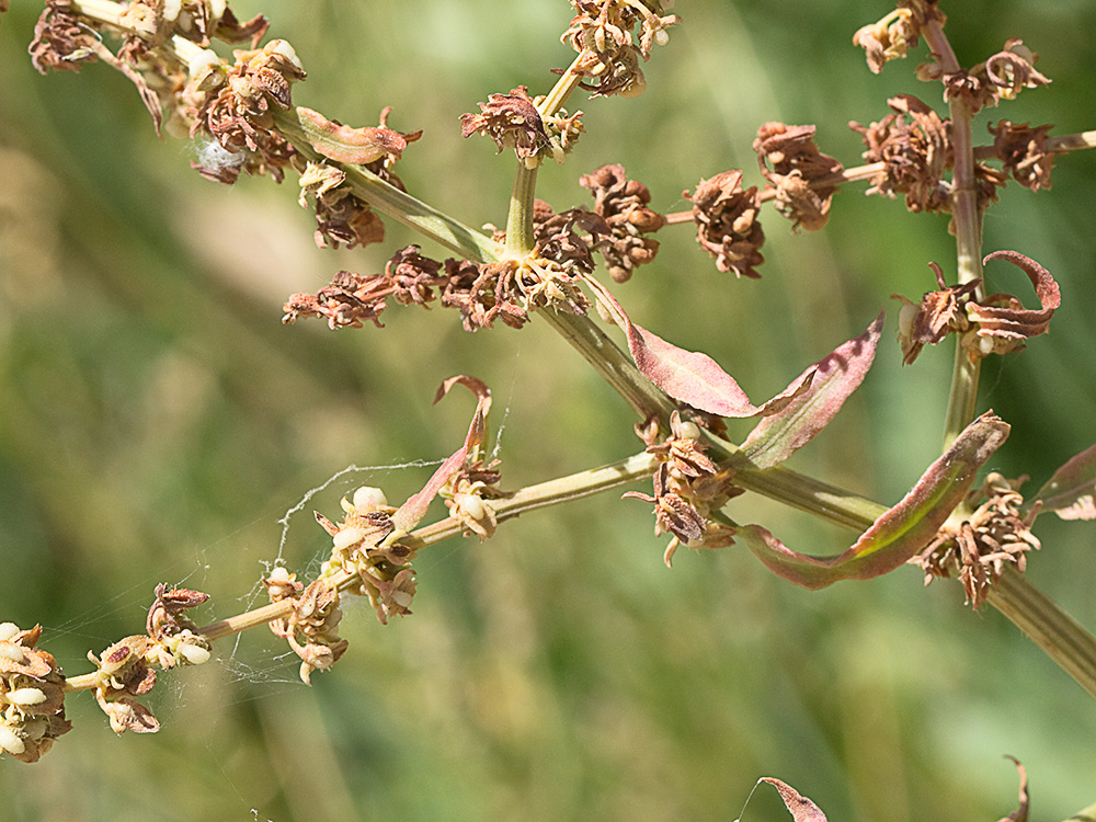 Ramas y valavas de la Romaza (Rumex pulcher)