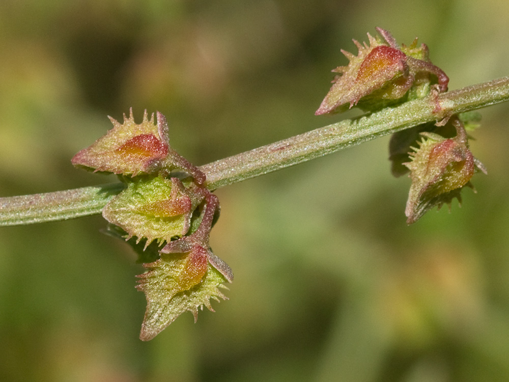 Rama y frutos en valvas de la Romaza (Rumex pulcher)