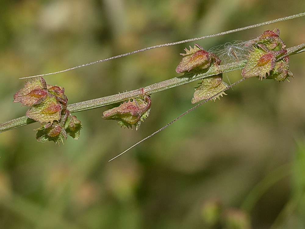 Rama y frutos en valvas de la Romaza (Rumex pulcher)