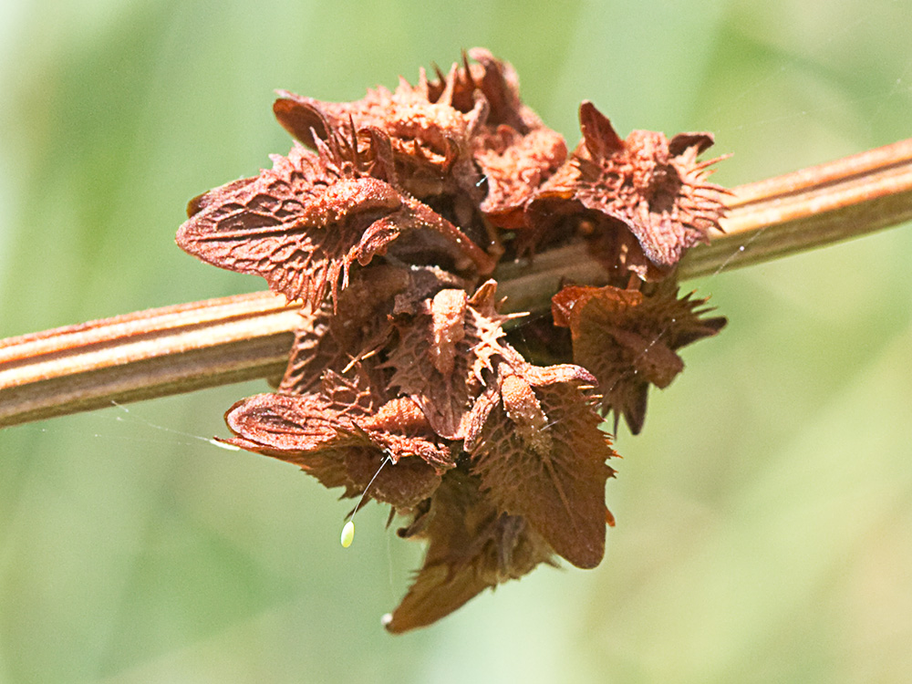 Valvas de la Romaza (Rumex pulcher)
