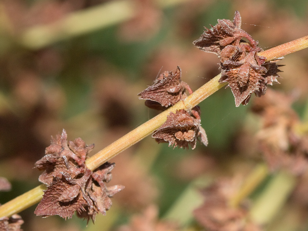 Valvas secas de la Romaza (Rumex pulcher)