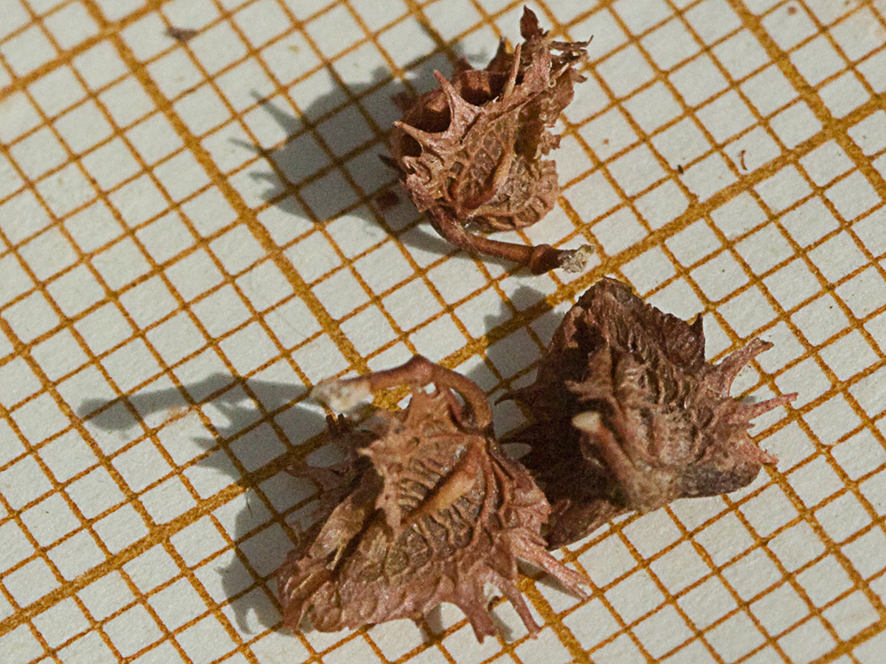 Valvas de la Romaza (Rumex pulcher)