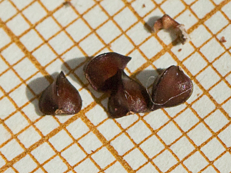Semillas de la Romaza (Rumex pulcher)