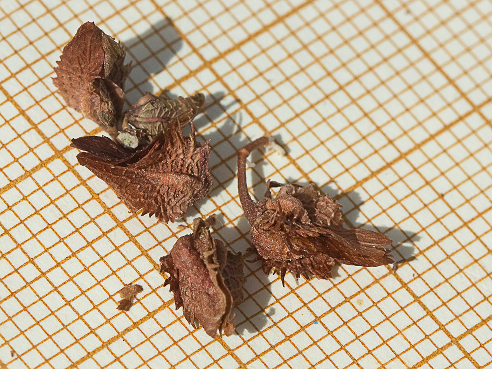 Frutos de la Romaza (Rumex pulcher)