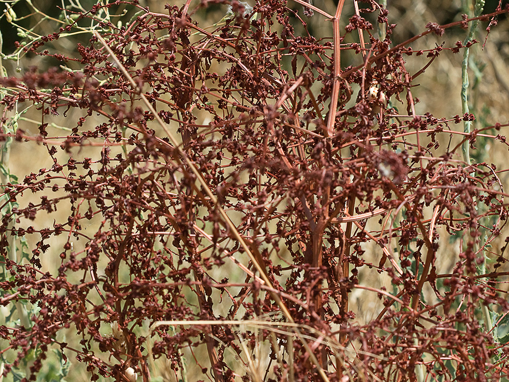 Mata intrincada de la Romaza (Rumex pulcher)