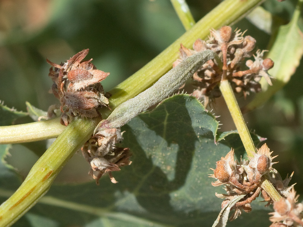Frutos y rama de la Romaza (Rumex pulcher)
