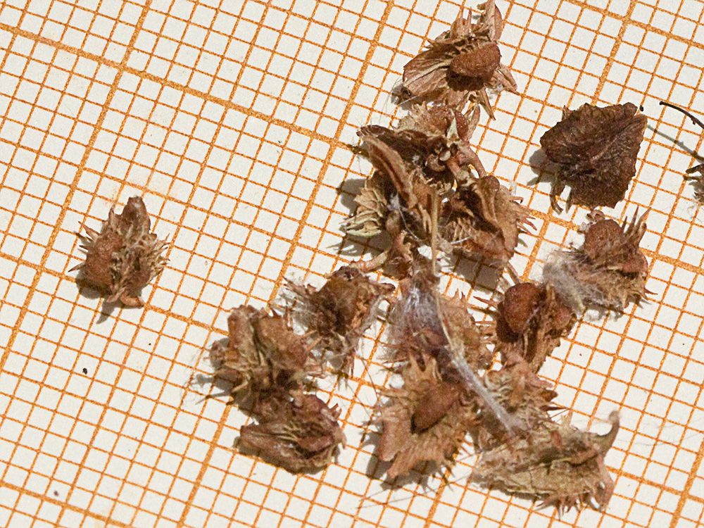 Valvas de la Romaza (Rumex pulcher)