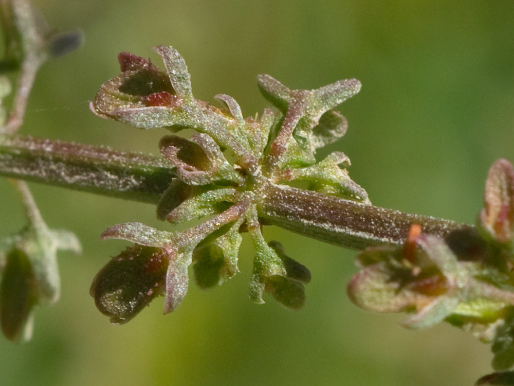 Flores de la Romaza (Rumex pulcher)