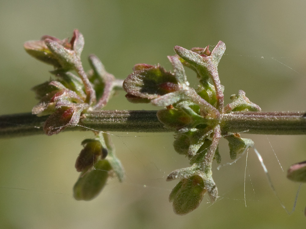Flores de la Romaza (Rumex pulcher)