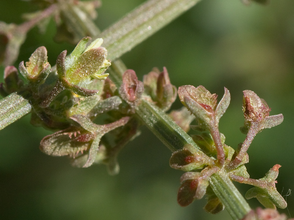 Flores de la Romaza (Rumex pulcher)