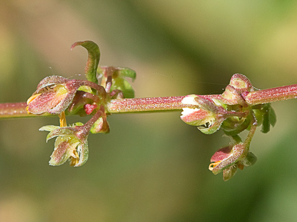 Flores de la Romaza (Rumex pulcher)