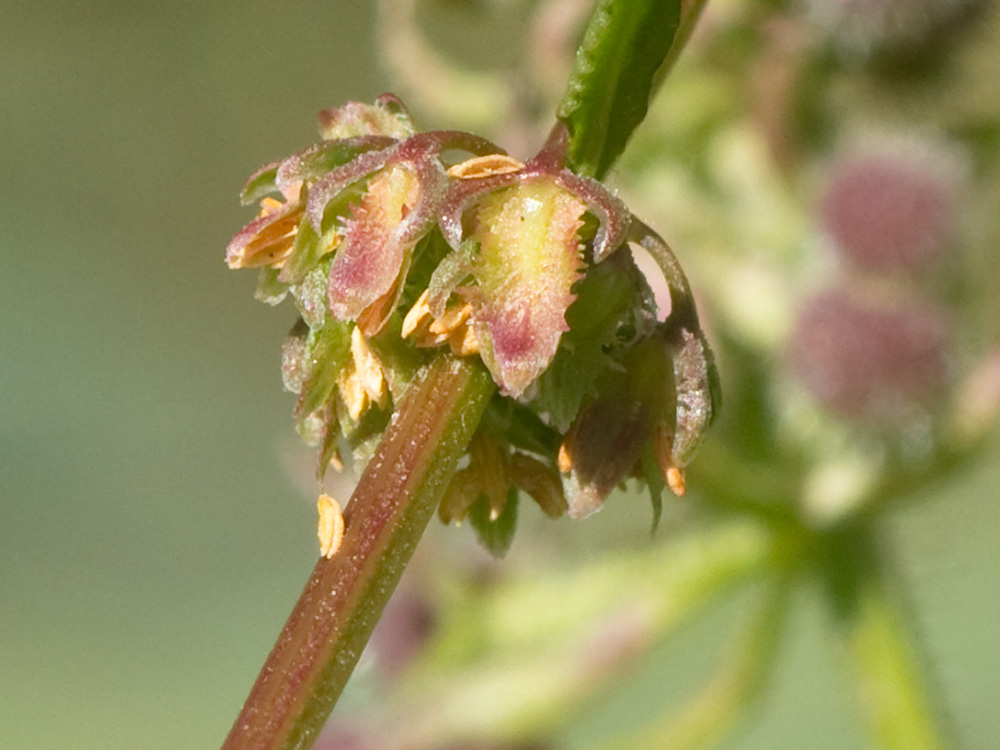 Flores de la Romaza (Rumex pulcher)