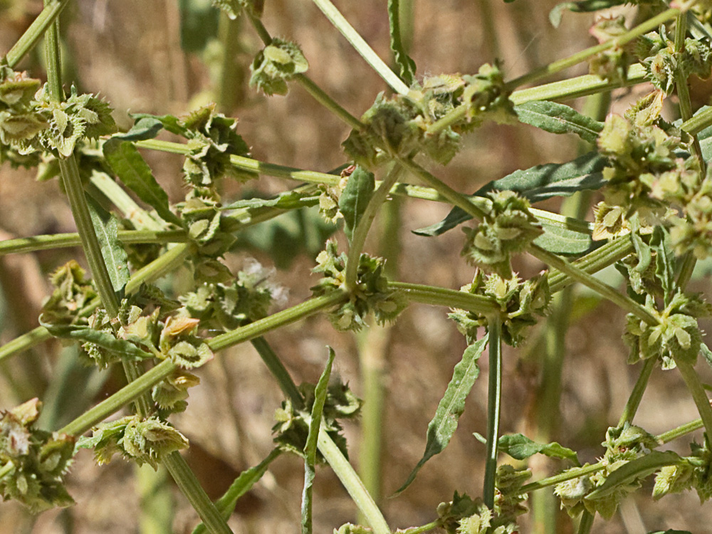 Mata verde de la Romaza (Rumex pulcher)
