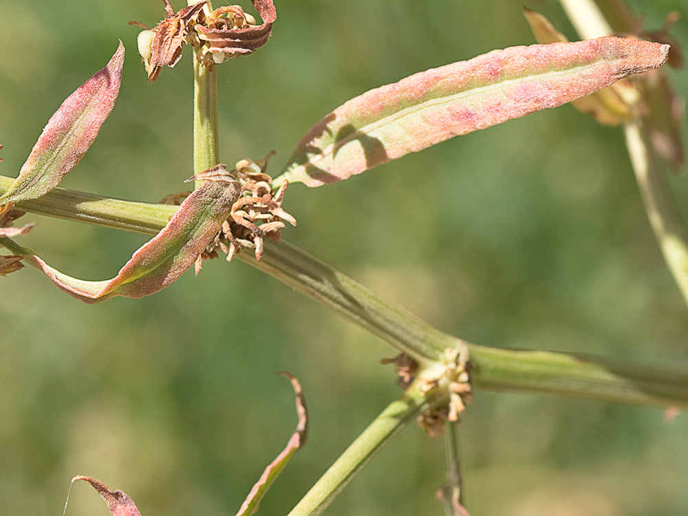 Frutos, hoja y rama de la Romaza (Rumex pulcher)