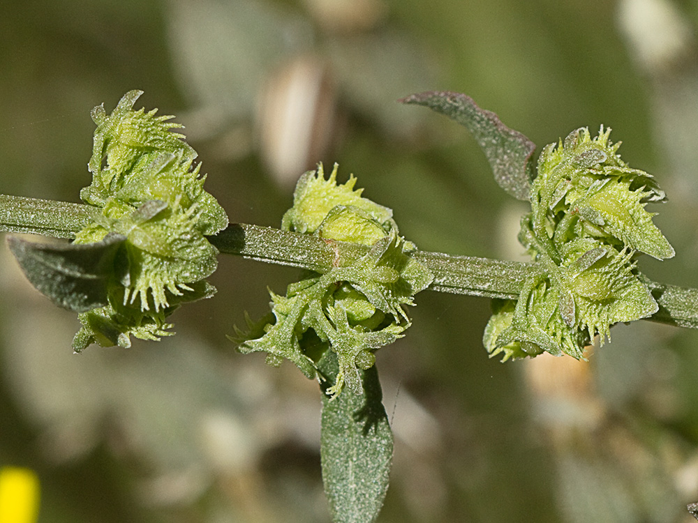 Rama y frutos en valvas de la Romaza (Rumex pulcher)