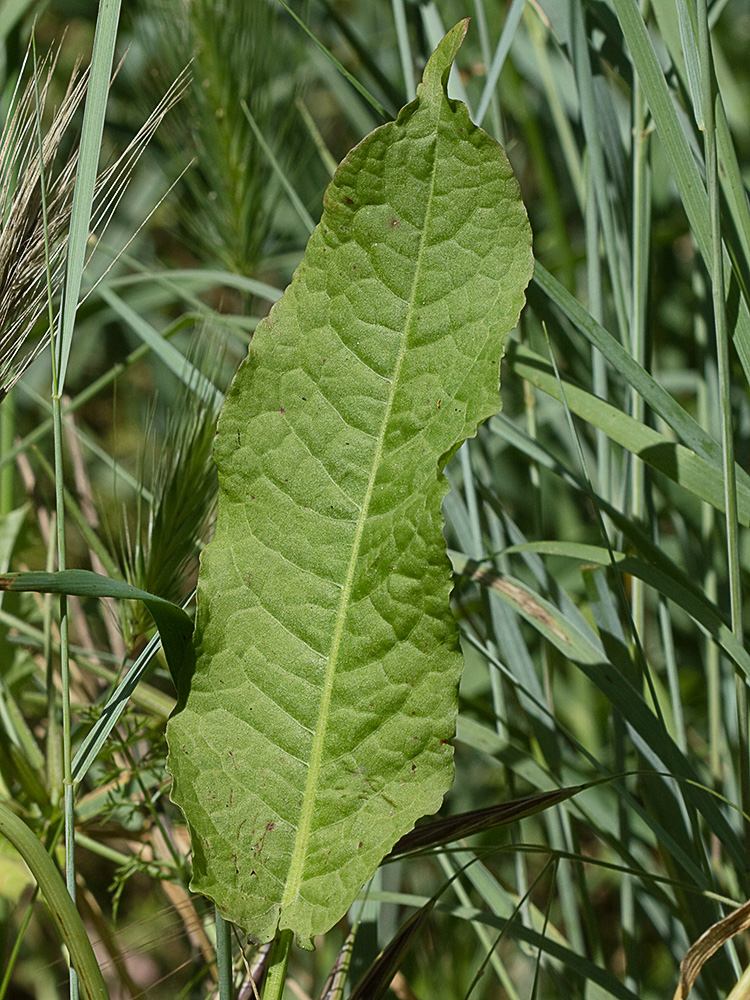 Haz de la hoja de la Romaza (Rumex pulcher)