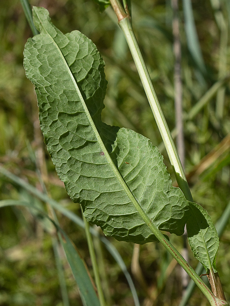 Envés de la hoja de la Romaza (Rumex pulcher)
