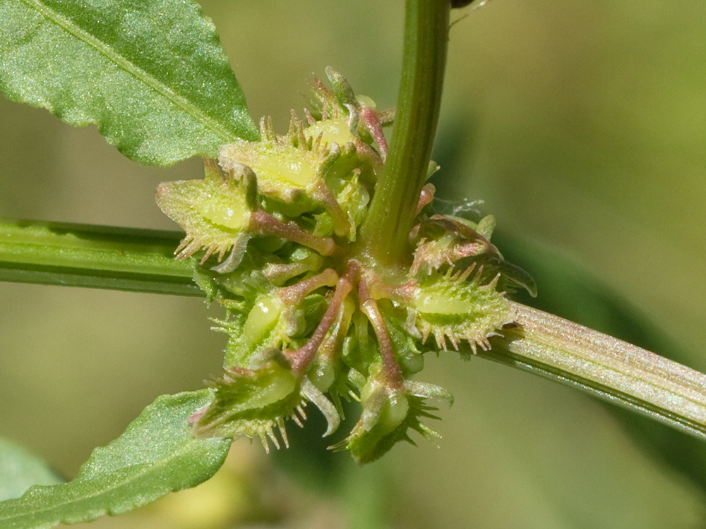 Romaza (Rumex pulcher)