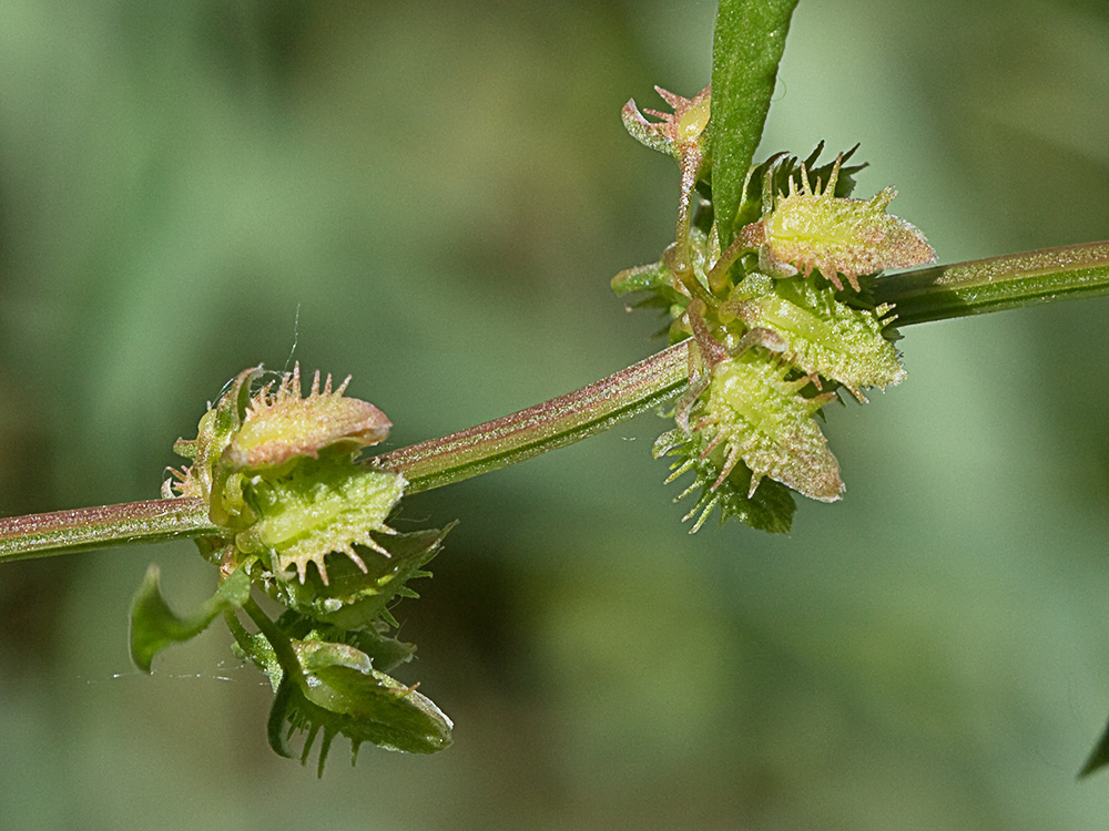 Rama y frutos en valvas de la Romaza (Rumex pulcher)