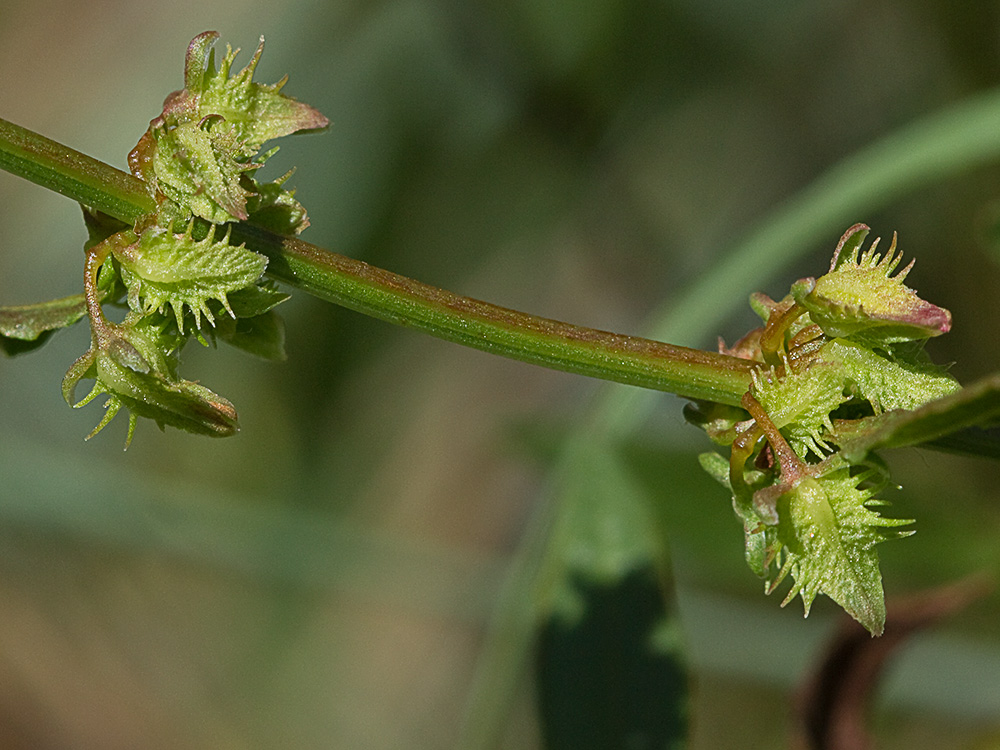 Rama y frutos en valvas de la Romaza (Rumex pulcher)