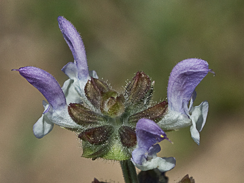 Salvia de la pradera