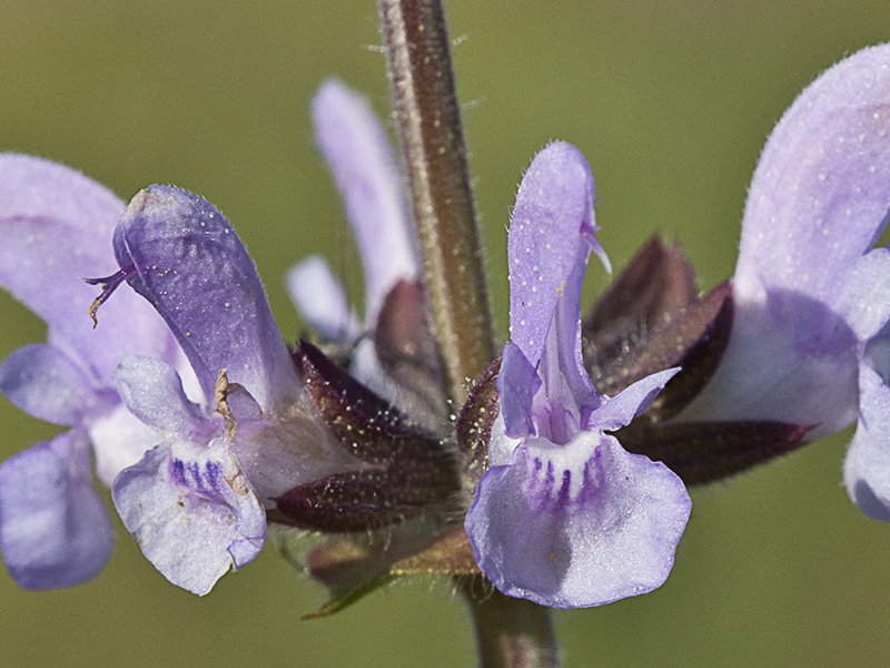 Salvia de la pradera
