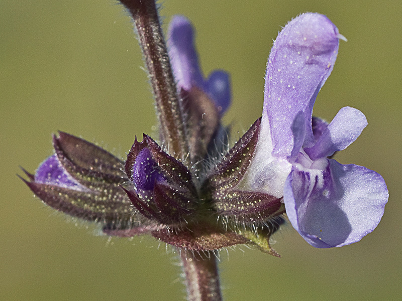 Salvia de la pradera