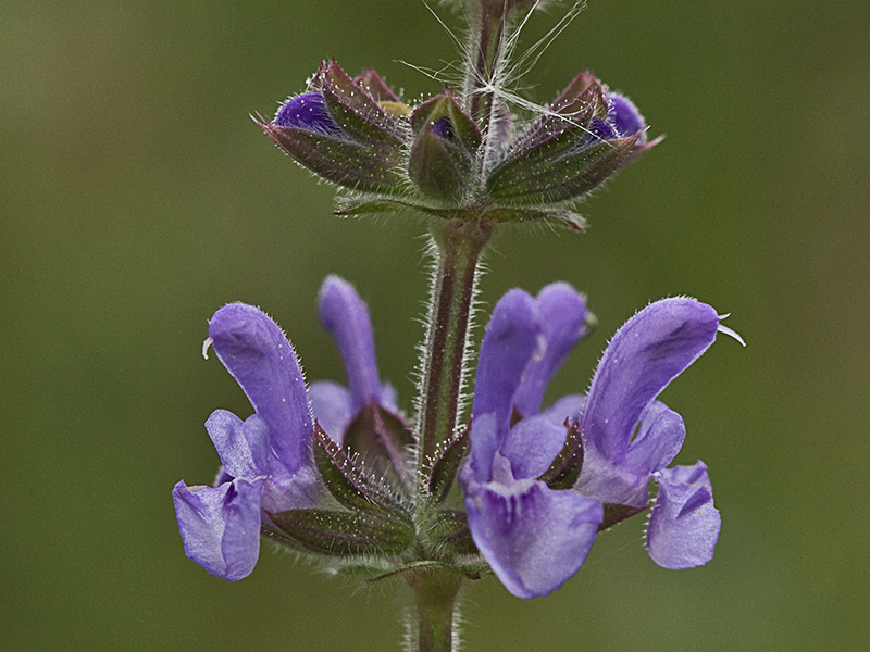 Salvia de la pradera