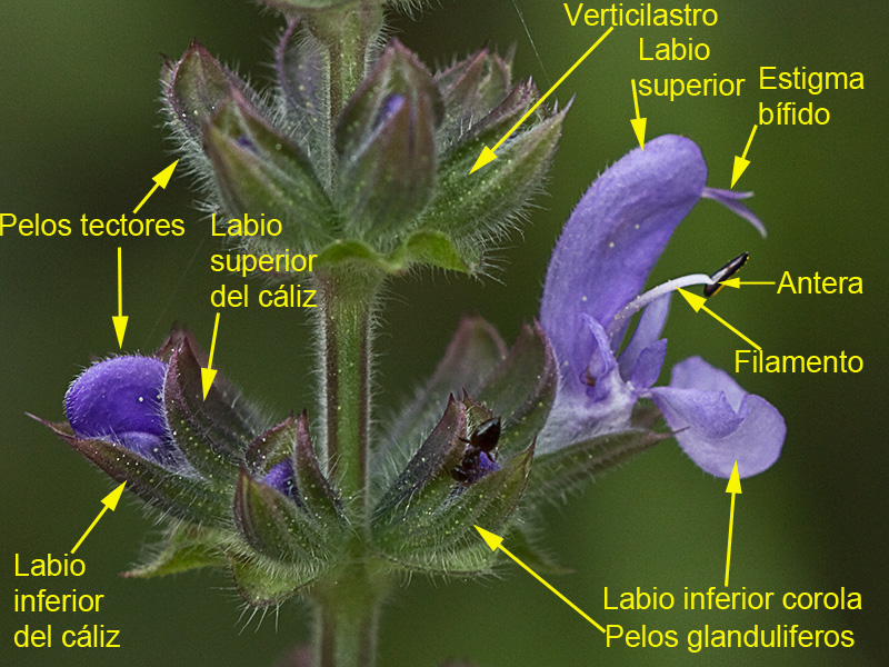 Salvia de la pradera, estructura floral