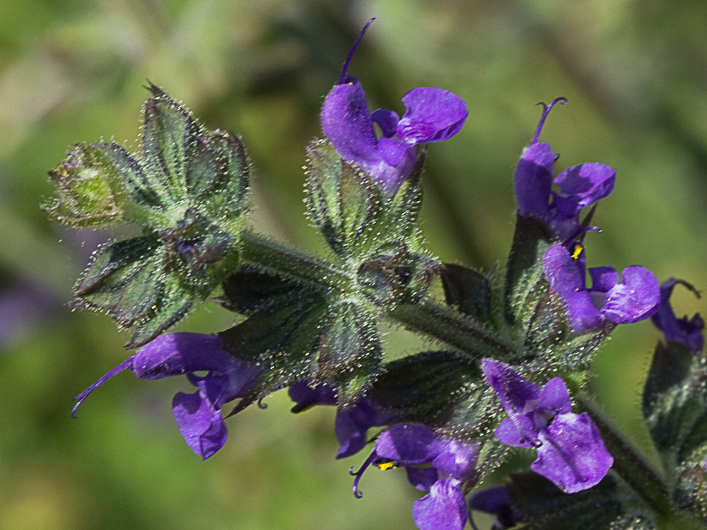 Verbenaca, gallocresta (Salvia verbenaca)
