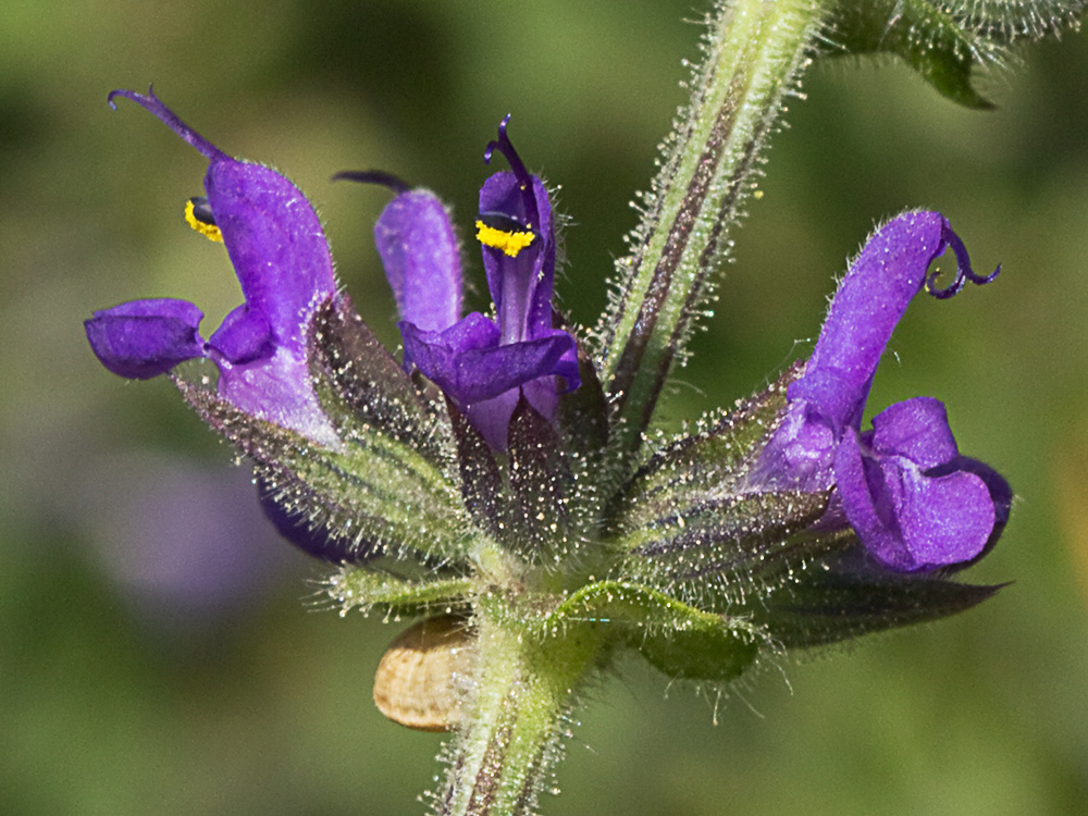 Verbenaca, gallocresta (Salvia verbenaca)