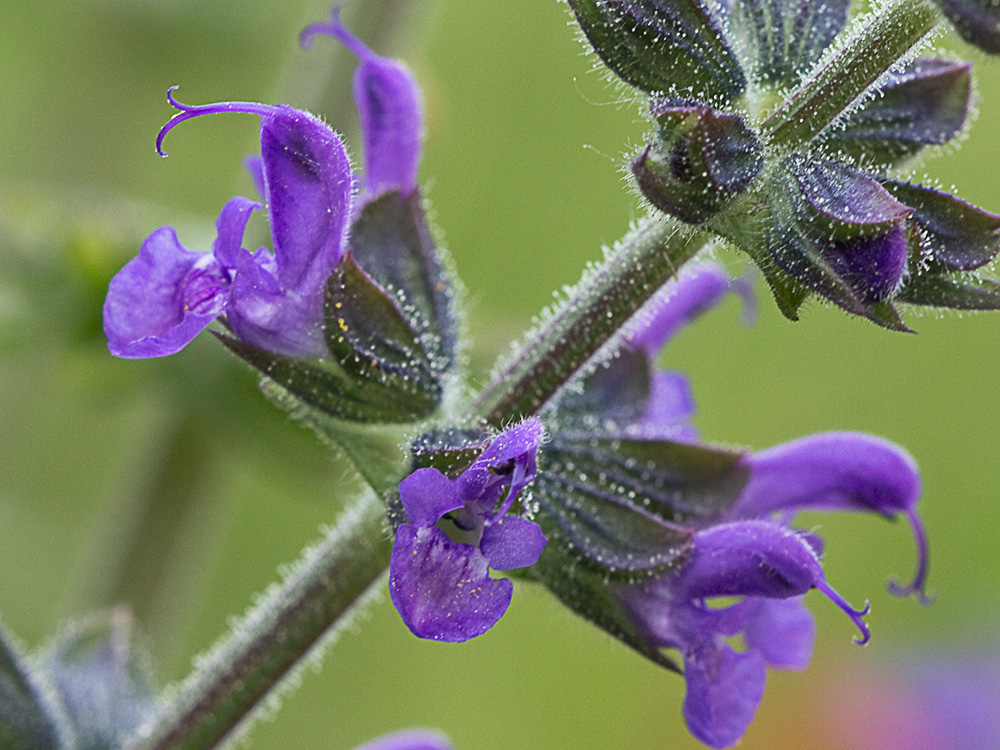 Verbenaca, gallocresta (Salvia verbenaca)