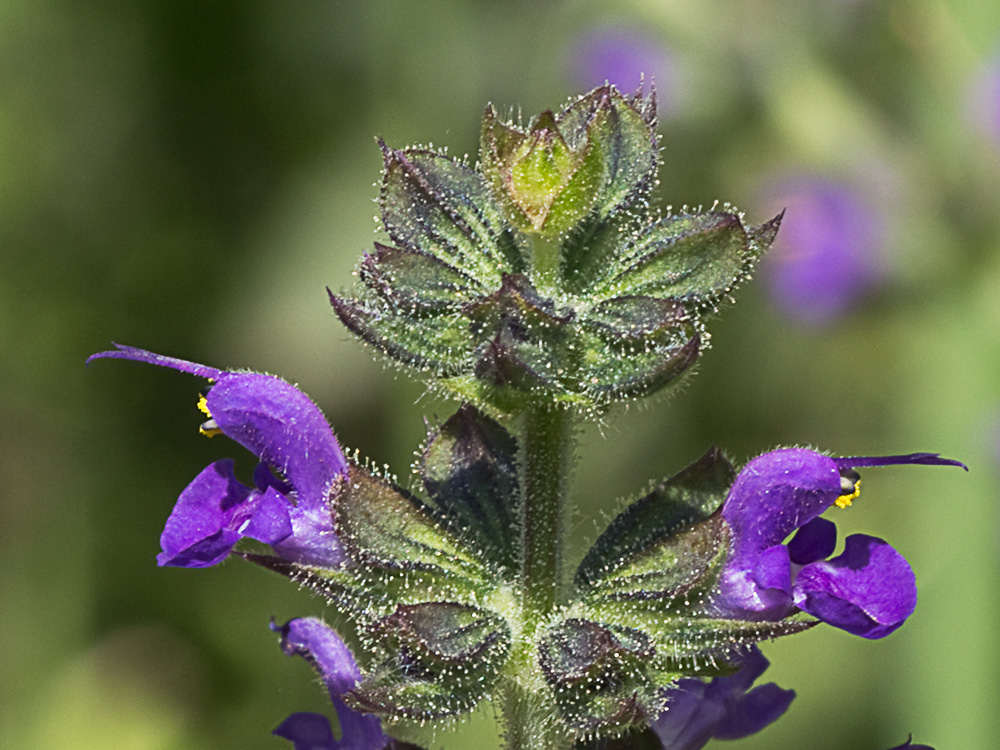 Verbenaca, gallocresta (Salvia verbenaca)