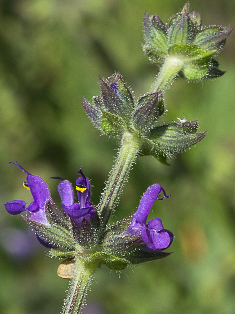 Verbenaca, gallocresta (Salvia verbenaca)